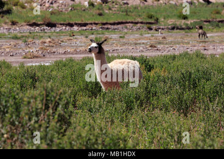 Ein Lama Schürfwunden in einem Feld in Antofagasta, Atacama-wüste, Chile Stockfoto