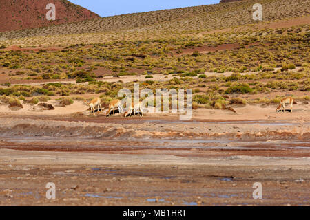 Vikunjas an Reserva Tatio, Antofagasta, Atacama-wüste, Chile Stockfoto