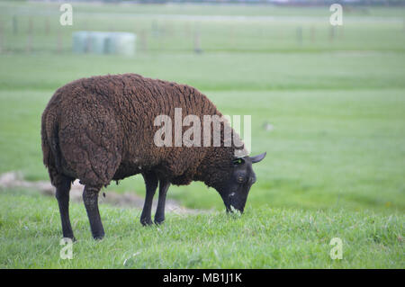 Braune Schafe fressen Gras Stockfoto