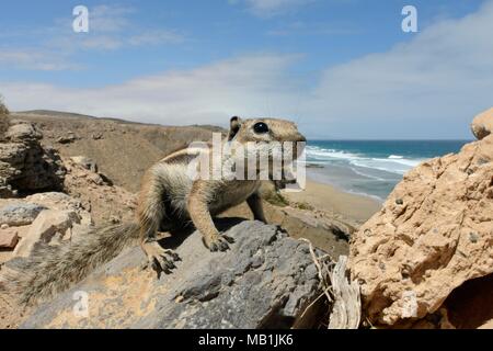 Barbary Erdhörnchen (Atlantoxerus Getulus) am Meer Klippe mit Blick auf das Meer im Hintergrund, Fuerteventura, Kanarische Inseln, Mai. Stockfoto