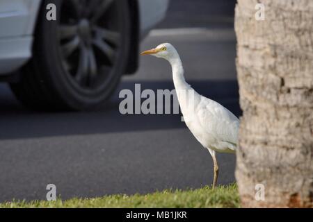 Kuhreiher (Bubulcus ibis) Nahrungssuche auf einem grasbewachsenen Straßenrand in der Nähe von Durchgangsverkehr, Fuerteventura, Kanarische Inseln, Mai. Stockfoto