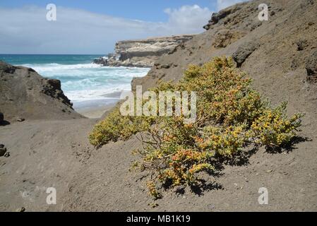 Sea grape/Uvas de Mar (Zygophyllum/Tetraena fontanesii) Bush in der Rinne in den vulkanischen Felsen hinab zum Strand, Fuerteventura wächst. Stockfoto