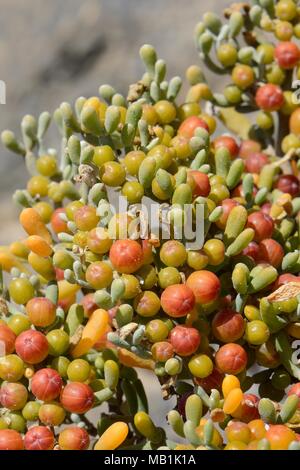 Sea grape/Uvas de Mar (Zygophyllum/Tetraena fontanesii) Früchte und Blätter, La Pared, Fuerteventura, Mai. Stockfoto