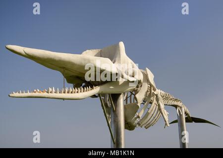 Skelett von einem Pottwal (Physeter macrocephalus) am Strand von Jandia Playa, einer der gestrandeten Wale rund um Fuerteventura ausgestellt Stockfoto