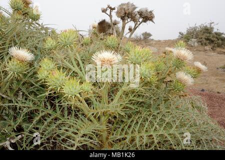 Seltene weiße Form der Cardoon/Wild Artischocke (Cynara Cardunculus ferocissima) Blühende in einem Klumpen auf einem ausgesetzten, Misty Mountain Top, Fuerteventura. Stockfoto