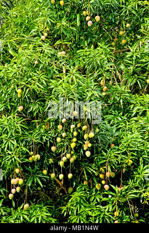 Mango Tree, Distrito Rua Nova, Belém, Paraíba, Brasilien Stockfoto