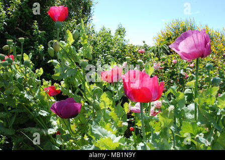 Scarlet und lila Mohn Stockfoto