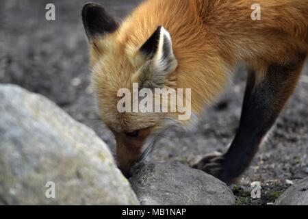 Wheaton, Illinois, USA. Eine Red Fox (Vulpes vulpes) Futter für einige Lebensmittel zwischen Felsen. Stockfoto