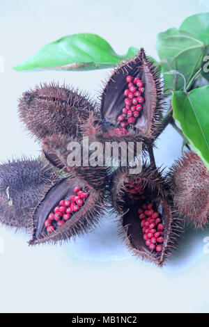 Achiote, Annatto, Lippenstift Baum, Urucum, bixa Orellana, Zweig, Distrito Rua Nova, Belém, Paraíba, Brasilien Stockfoto