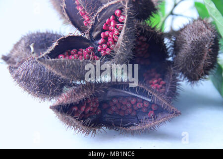 Achiote, Annatto, Lippenstift Baum, urucum Bixa Orellana, Zweig mit Früchten, Distrito Rua Nova, Belém, Paraíba, Brasilien Stockfoto