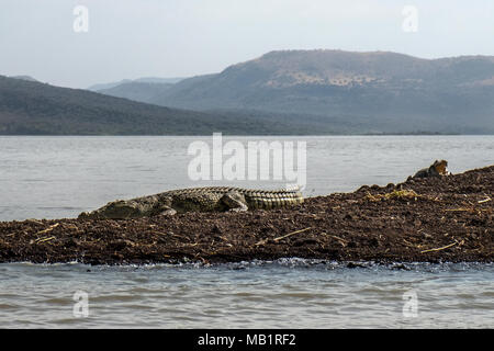 Krokodil das Aalen in der Sonne auf dem Lake Chamo, Äthiopien. Stockfoto