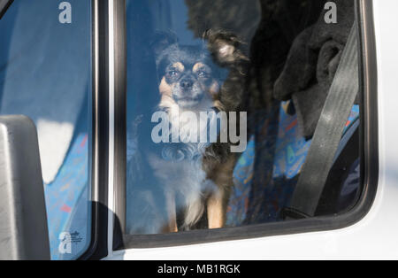 Ein Hund in einem Auto sitzen, allein gelassen, als ich aus dem Fenster. Stockfoto