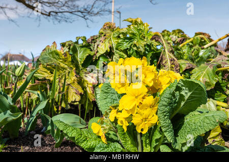 Gelbe Primel Blume blühen im Frühling in Sussex, UK. Primel sind ein Hybrid der Schlüsselblume (Primula Veris) & Gemeinsame Primel (Primula vulgaris) Stockfoto