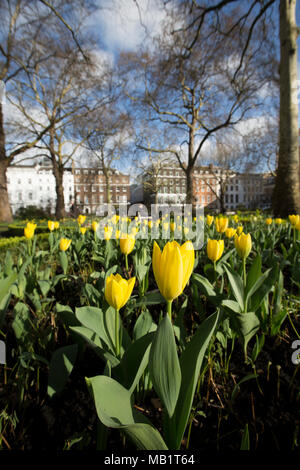 St James's Square, einem der renommiertesten Londoner Garten Plätze im Bezirk der exklusiven St James's, London, England, Großbritannien Stockfoto