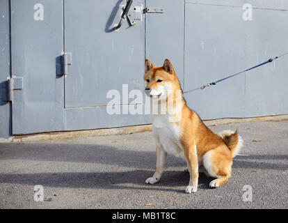 Dog Shiba Inu sitzt auf einem Spaziergang Stockfoto