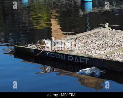 Blässhuhn, eine Art von Wasser Vogel, nisten in ausrangierten Plastiktüten in Millwall äußeren Becken, Isle of Dogs, London, England, Großbritannien Stockfoto