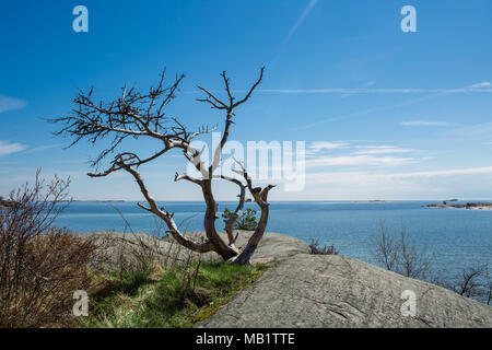 Finnland, Hanko Anfang Sommer. Malerischer Blick auf Ostsee und blauer Himmel, einsamer Baum auf dem Felsen. Ruhige finnische Landschaft. Stockfoto