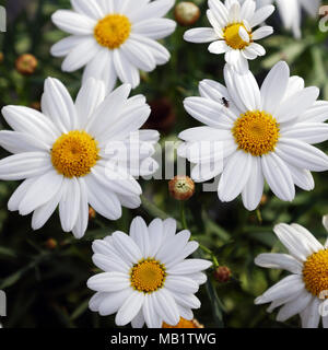 Schöne chrysanthemum daisy Bloom in reinem Weiß, in der Nähe der Gänseblümchen von oben Blick in Garten, Blütenblatt und Bud von Marguerite nicht nett - Frühling Blumen blühen Stockfoto