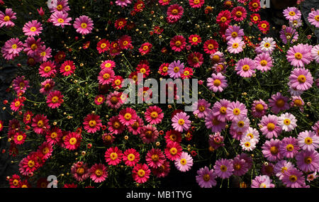 Schöne chrysanthemum daisy Blüte hellrosa, in der Nähe der Gänseblümchen von oben Blick in Garten, Blütenblatt, Bud von Marguerite nicht nett - spring flower lebendige Stockfoto