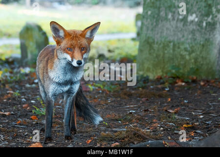 Urban Europäischen Red Fox, Vulpes vulpes crucigera, in Sutton, Greater London, UK fotografiert. Stockfoto