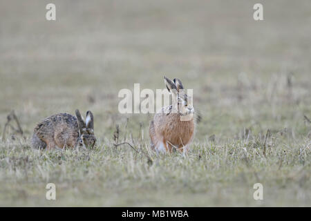 Braun Hasen/Europäische Hasen/Feldhasen (Lepus europaeus), zwei zusammen, sitzen auf der Wiese, man ist das Füttern, andere beobachten, sieht lustig, Wil Stockfoto