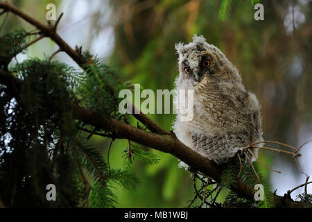 Lange eared owl/Waldohreule (Asio otus), jugendlich, Junge, in einem Baum gehockt, um Drehen, überrascht und aufmerksam beobachtet, sieht lustig, wildlif Stockfoto