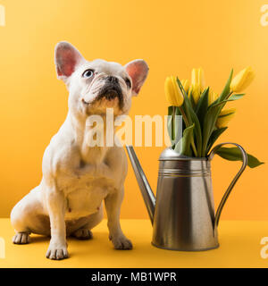 Süße französische Bulldogge in der Nähe von Tränken sitzen können mit gelben Tulpen auf Gelb Stockfoto