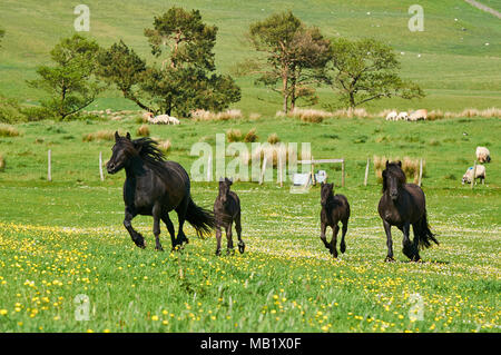 Fiel pony Stuten auf der Weide in England Stockfoto