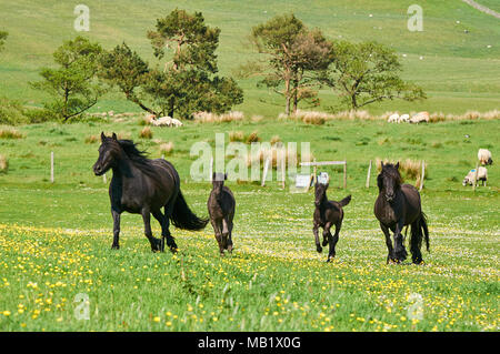 Fiel pony Stuten auf der Weide in England Stockfoto