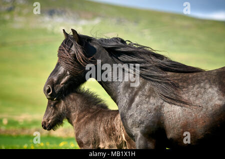 Porträt einer fiel Pony Stute Stockfoto