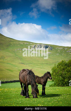 Fiel Pony Stute und Fohlen in Cumbria Stockfoto