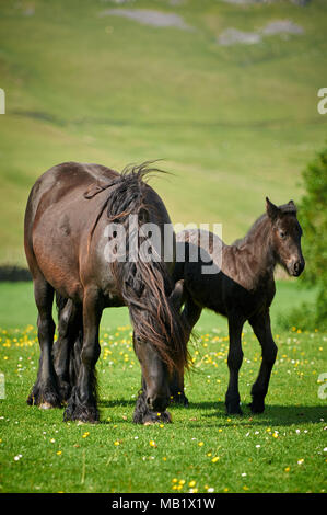 Fiel Pony Stute und Fohlen in Cumbria Stockfoto