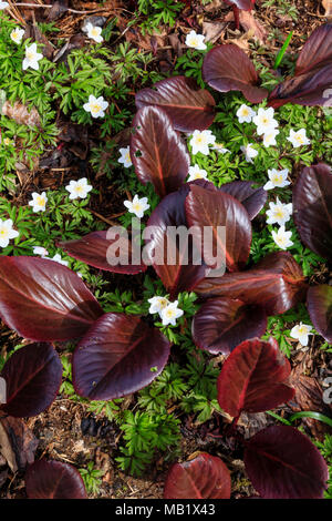 Weiße Blumen der Buschwindröschen, Anemone officinalis, Kontrast mit dem Evergreen, Winter bronzefarbenen Laub von Bergenia 'Eric's Best' Stockfoto