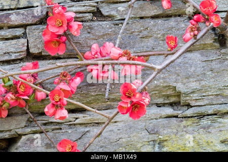 Wand ausgebildet Strauch mit Frühling Blumen der japanische Quitte, Chaenomeles speciosa 'Knap Hill Radiance' Stockfoto