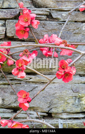 Wand ausgebildet Strauch mit Frühling Blumen der japanische Quitte, Chaenomeles speciosa 'Knap Hill Radiance' Stockfoto