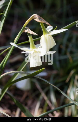 Weiß Trompete Blumen der frühen Frühjahr blühenden Narzissen, Narcissus triandrus 'Ice Wings' Stockfoto