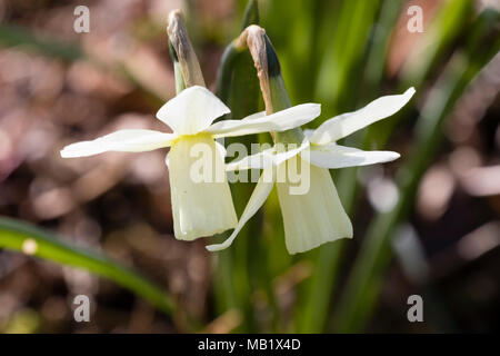 Weiß Trompete Blumen der frühen Frühjahr blühenden Narzissen, Narcissus triandrus 'Ice Wings' Stockfoto