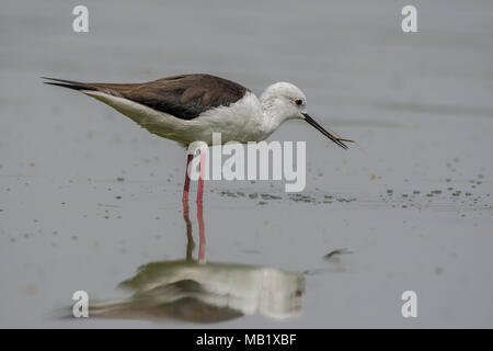 Black-Winged Stelzenläufer (Himantopus himantopus) in Essen. Stockfoto