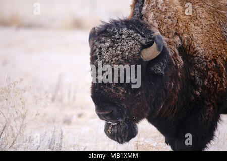 Wilden Bison Buffalo closeup im Schnee Stockfoto