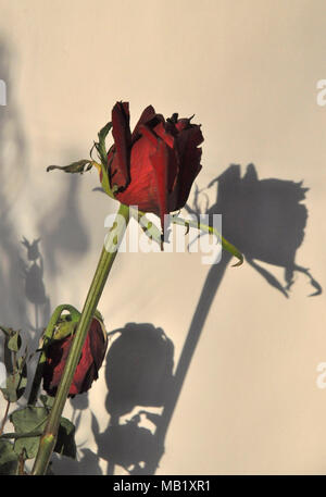 Rote Rose im Glas Flasche Stockfoto