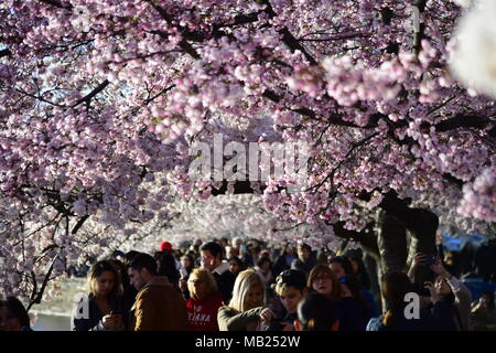 Washington, DC, USA. 5 Apr, 2018. Kirschblüten sind entlang der Tidal Basin, Washington, DC, USA, am 5. April 2018 gesehen. Credit: Yang Chenglin/Xinhua/Alamy leben Nachrichten Stockfoto