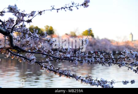 Washington, DC, USA. 5 Apr, 2018. Kirschblüten sind entlang der Tidal Basin, Washington, DC, USA, am 5. April 2018 gesehen. Credit: Yang Chenglin/Xinhua/Alamy leben Nachrichten Stockfoto