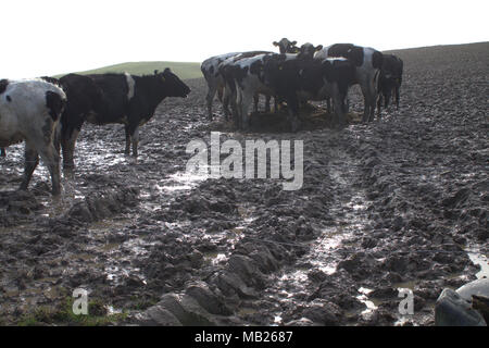 Castlehaven, West Cork, Irland. April 2018. Streifenrinder kläppen die Felder wegen des konstanten Wetters in ein Schlammmeer. Kredit: Aphperspective/Alamy Live News Stockfoto