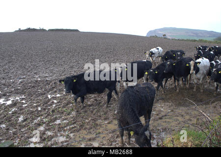 Castlehaven, West Cork, Irland. April 2018. Streifenrinder kläppen die Felder wegen des konstanten Wetters in ein Schlammmeer. Kredit: Aphperspective/Alamy Live News Stockfoto