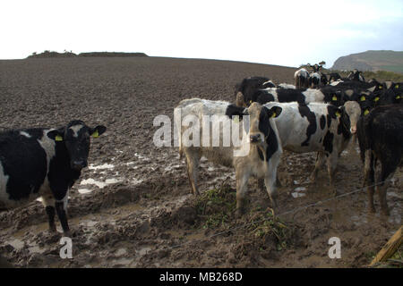 Castlehaven, West Cork, Irland. April 2018. Streifenrinder kläppen die Felder wegen des konstanten Wetters in ein Schlammmeer. Kredit: Aphperspective/Alamy Live News Stockfoto