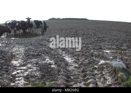 Castlehaven, West Cork, Irland. April 2018. Streifenrinder kläppen die Felder wegen des konstanten Wetters in ein Schlammmeer. Kredit: Aphperspective/Alamy Live News Stockfoto