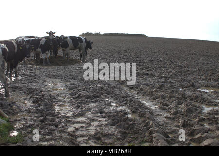 Castlehaven, West Cork, Irland. April 2018. Streifenrinder kläppen die Felder wegen des konstanten Wetters in ein Schlammmeer. Kredit: Aphperspective/Alamy Live News Stockfoto