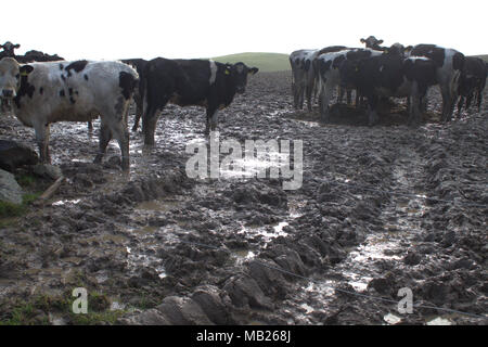 Castlehaven, West Cork, Irland. April 2018. Streifenrinder kläppen die Felder wegen des konstanten Wetters in ein Schlammmeer. Kredit: Aphperspective/Alamy Live News Stockfoto