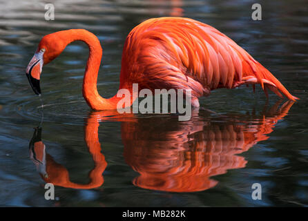 Dpatop - 06 April 2018, Deutschland, Dresden: Ein roter Flamingo steht innerhalb der Teich in seinem Gehäuse an der Dresdner Zoo. Foto: Monika Skolimowska/dpa-Zentralbild/dpa Stockfoto