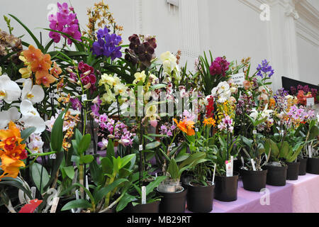 London, Großbritannien. 6 Apr, 2018. Orchideen auf Anzeige an der RHS Orchid Show & Anlage Fair, Royal Horticultural Halls, London, Vereinigtes Königreich. Der Fall stellt Frühling Pflanzen sowie eine Fülle von exotischen Orchideen und Pflanzen aus der ganzen Welt. Es ist auch eine Gelegenheit, sich auf der Messe eine exklusive Vorschau der RHS Chelsea Flower Show, die am 22. Mai öffnet zu sehen. Quelle: Michael Preston/Alamy leben Nachrichten Stockfoto